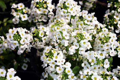 floreciente Spirea floreciente por pequeñas flores blancas