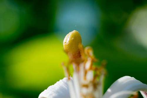 floreciente Flor de limón floreciente