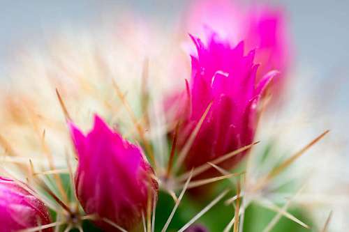 nurse Cactus plants with colorful pink flowers  