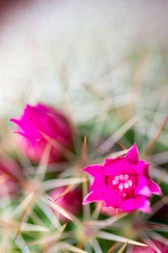 nurse Cactus plants with colorful pink flowers  