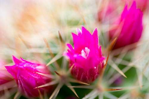 nurse Cactus plants with colorful pink flowers  