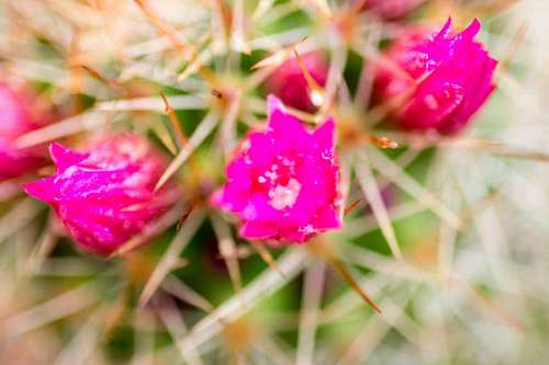 nurse Cactus plants with colorful pink flowers  