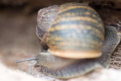 Close up view of big snail crawling on the trunk of old pine tree trunk, Helix pomatia