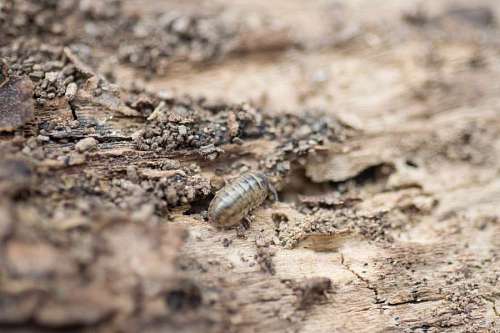 upside Close view of a upside down pill bug on the nature