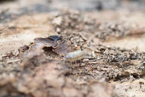upside Close view of a upside down pill bug on the nature