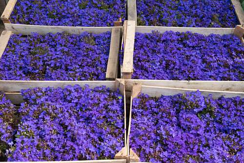 Colored Flowers in a Greenhouse