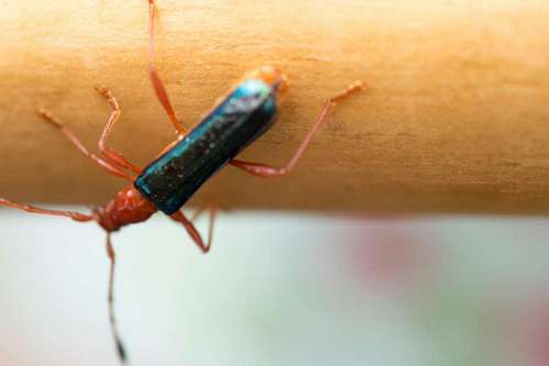 conocimiento Insecto Compsocerus violaceus, conocido como Guitarrero es considerado una plaga agrícola en Brasil, Argentina y Paraguay