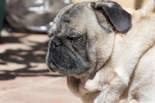pug Cute pug dog outdoors