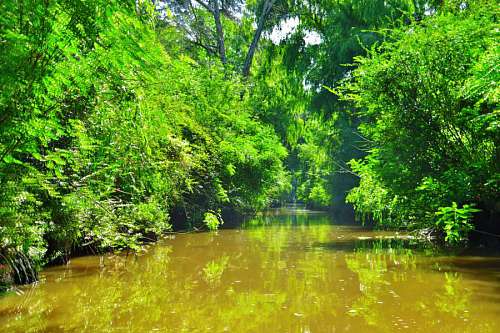 summertime Delta River at Summer in Buenos Aires, Argentina