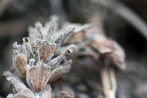 lavanda Detalle de una flor de lavanda seca