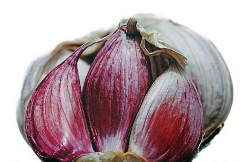 garlic Detail of fresh garlic