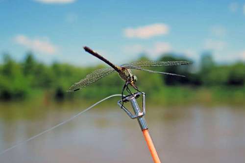 Dragonfly posing over fishing road with river background