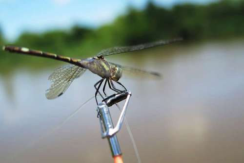 Dragonfly posing over fishing road with river background
