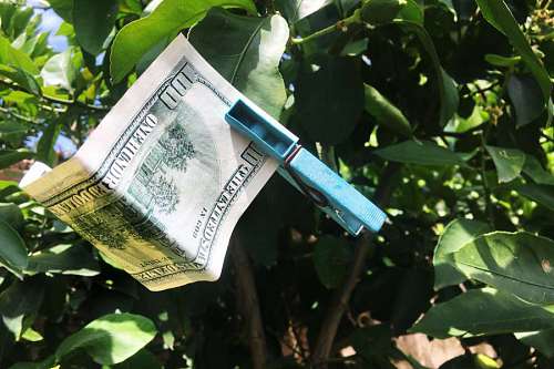 hundreds Drying 100 dollars bill on a tree
