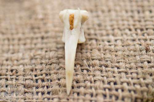 bone Fish fang detail