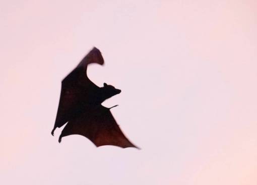 animales animales voladores naturaleza animales en estado salvaje vampiro; murciélago