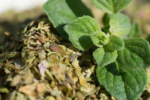 dried-food Fresh and dried oregano spices