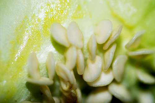 part-of Fresh Green bell pepper seeds