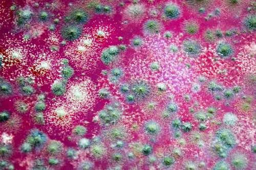 mold Fungus on a jelly background