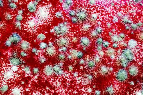 mold Fungus on a jelly background