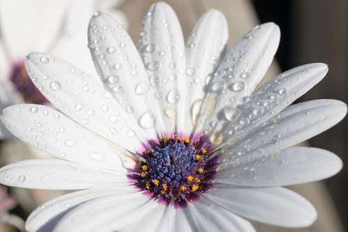 gerbera-flower Gerbera Daisy flower