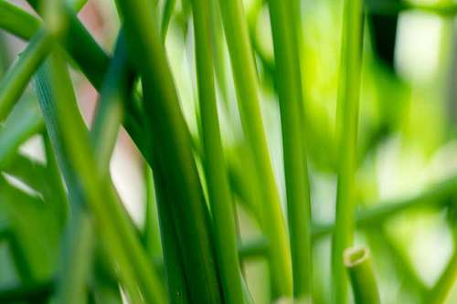 Green chive leaves