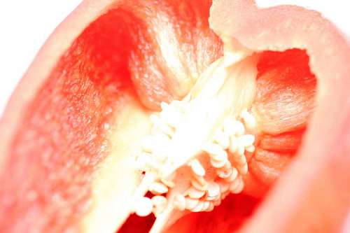 chilly Half red bell pepper detail