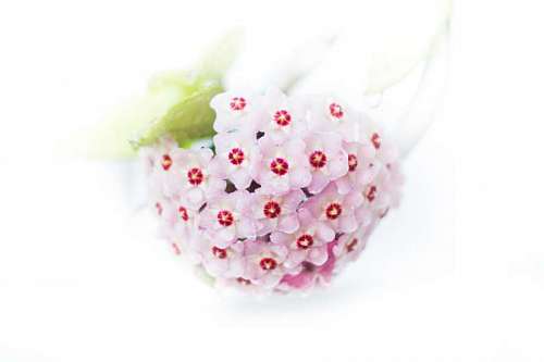 selva Flores de hoya