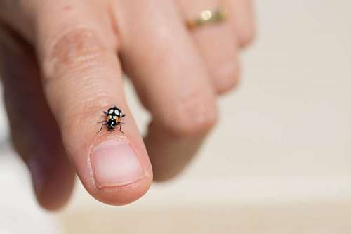 daylight Ladybird on a female hand