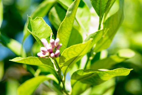 Lemon Blossom