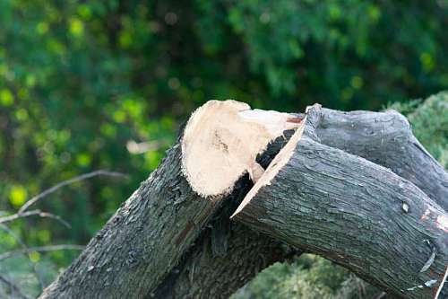 change Logs trees after logging