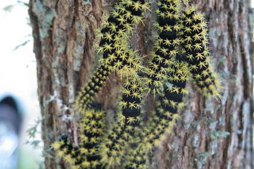 haze Moth caterpillars - Hylesia nigricans