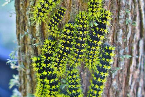 haze Moth caterpillars - Hylesia nigricans