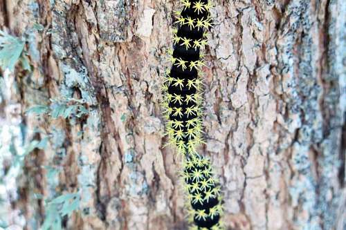 haze Moth caterpillars - Hylesia nigricans