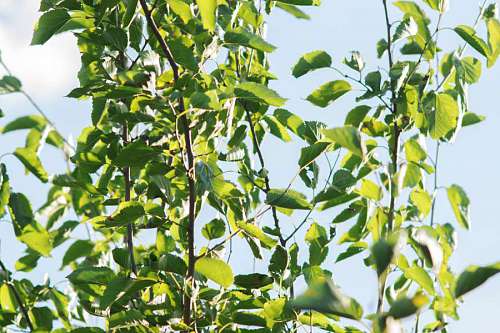 oak Oak leaves in a bright sunny day