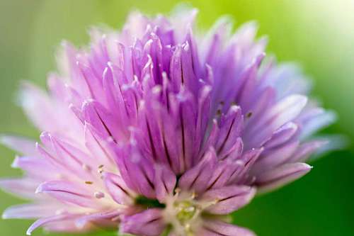 asombroso Detalle de cabeza de flor de cebolla Allium
