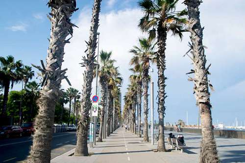 espana Palmeras en la playa de Barcelonate en Barcelona, España