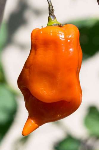 peru Pimiento rojo peruano Capsicum baccatum
