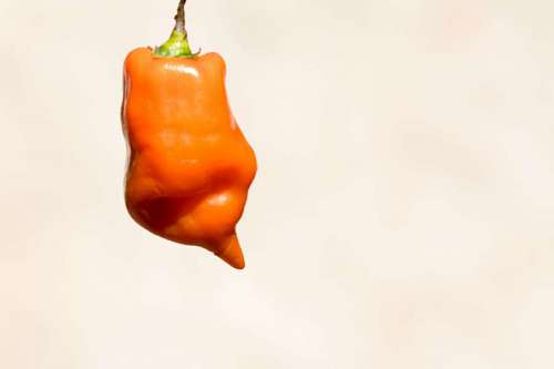 peru Pimiento rojo peruano Capsicum baccatum