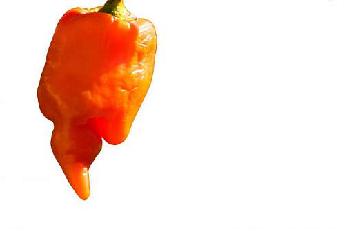 peru Pimiento rojo peruano sobre fondo blanco. Se utiliza para hacer el plato típico de papa huancaína.