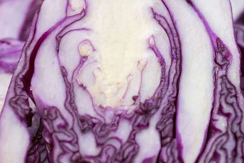 cabbage Red cabbage texture detail