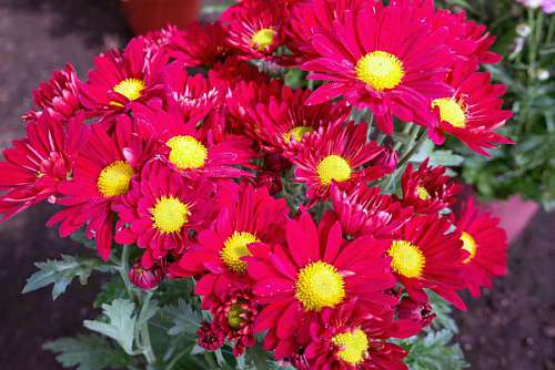 Red Gerbera Flowers