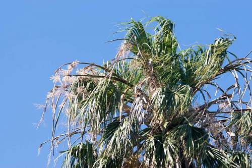 datos Dosel superior de una palmera datilera phoenix dactylifera
