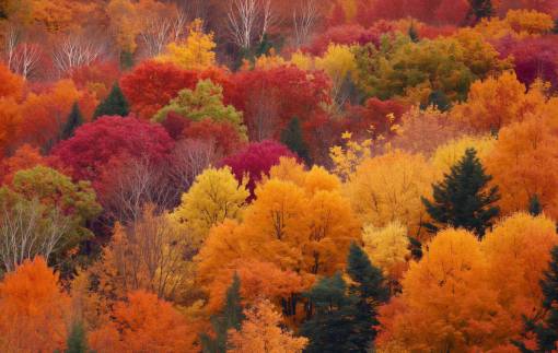 al aire libre Árbol multicolor naturaleza bosque de hojas amarillas;otoño otoño