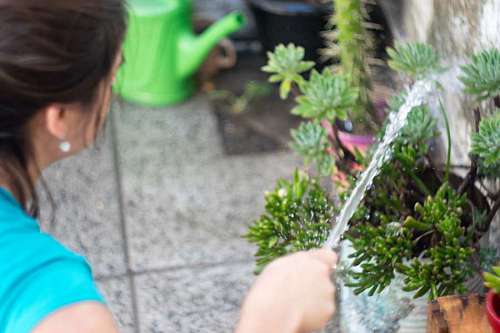 suculento Mujer regando en el jardín