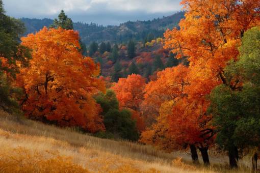 rural-scene yellow nature forest outdoors forest;autumnal tree autumn