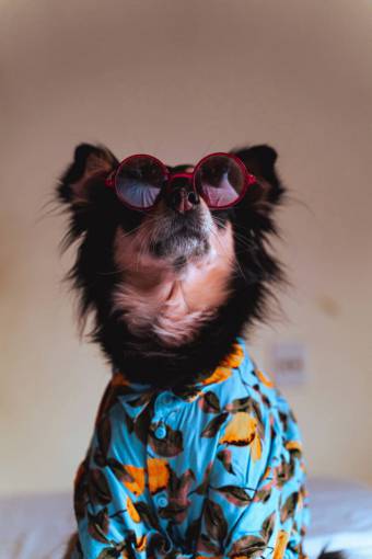 gafas perro vestido con ropa de moda con gafas