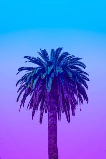 Palm tree over purple background