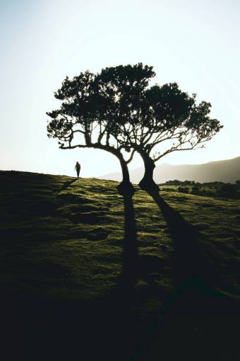 morning Silhouette of a woman in front of a tree at sunset in the field