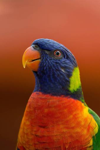 feather Portrait of a Colorful Blue-headed Macaw